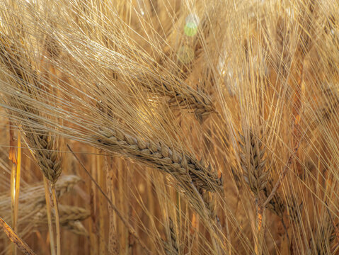 Golden Barley Field Close-Up With Ripening Grain Heads Swaying In Summer Harvest Breeze