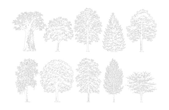 CAD tree side view elevation line drawing set, deciduous conifer willow and ornamental trees for architecture landscape design vector illustration