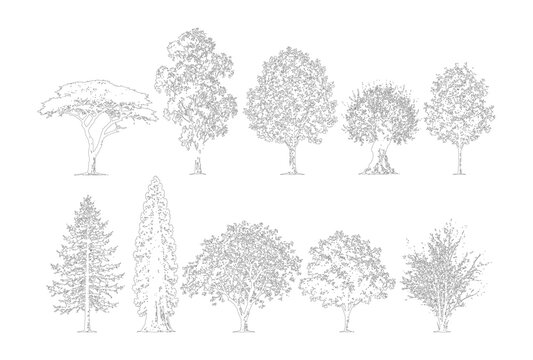 CAD tree side view elevation line drawing set, deciduous conifer willow and ornamental trees for architecture landscape design vector illustration