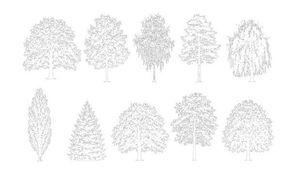 CAD tree side view elevation line drawing set, deciduous conifer willow and ornamental trees for architecture landscape design vector illustration
