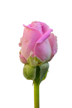 Beautiful fresh delicate pink rosebud izolated on transparent background. Close-up.