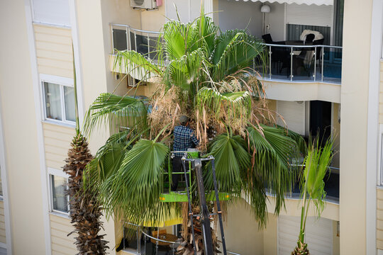 Professional gardener pruning palm tree using cherry picker lift platform near apartment building. Worker trimming tropical tree branches urban landscaping garden maintenance concept, urban gardening