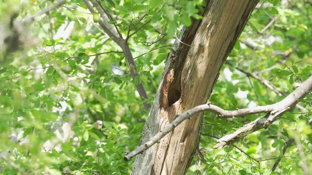 a male Red-crowned Woodpecker (Melanerpes rubricapillus) entering and exiting a tree nest cavity in its natural habitat. This captivating sequence showcases natural nesting behavior in a tropical ecos