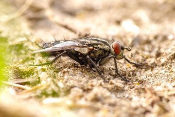 Makrofotografia muchy domowej na piaszczystym podłożu. Doskonałe zdjęcie do tematów związanych z biologią, insektami, higieną, zdrowiem publicznym oraz zmianami klimatu. © Henryk Niestrój