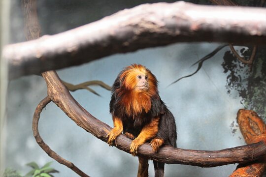 monkey on tree