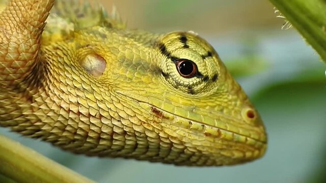 Macro Close Up of Changeable Lizard Blinking and Looking Around in Natural Habitat