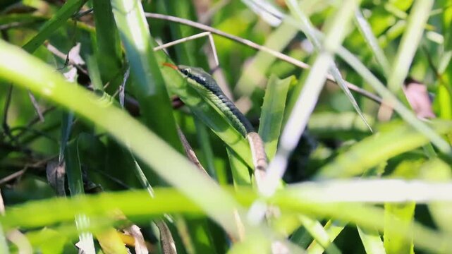 A wild green vine snake slithering through thick grass blades and plant stems