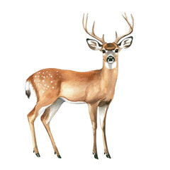 Fototapeta premium White-tailed Deer, soft and charming watercolor, isolated on a white background, delicate and elegant style.