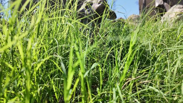 Ghajnsielem, Gozo, Malta - Pjazza tad-Dehra - square of the apparition. A sheep figurine surrounded by ingrown grass on the square. High quality 4k footage