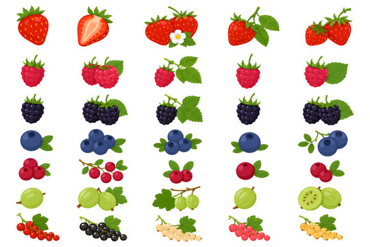 Premium Berry Fruit Clipart Collection Set &ndash; Strawberry, Raspberry, Blackberry, Blueberry, Cranberry, Gooseberry, Isolated Flat Illustrations AI