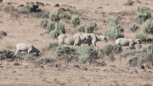 A flock of domestic open-range sheep (Ovis aries) walks through sagebrush scrub in the Smoke Creek area of Lassen County, California.