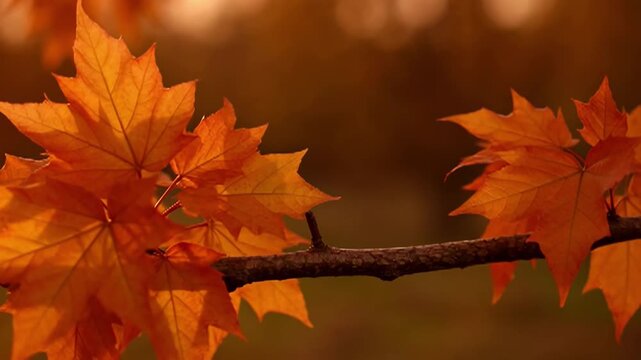 Vibrant orange maple leaves on a branch in warm autumn sunlight