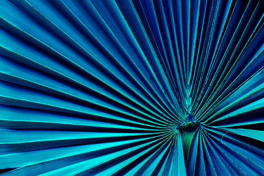 Abstract blue tropical palm leaf texture with radiating lines background