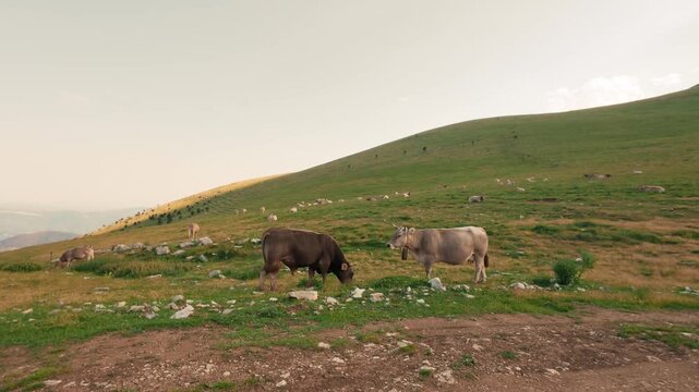 Brown domestic cows grazing on a green mountain pasture. Features authentic live background audio with cows mooing and traditional cowbells ringing, showcasing organic free-range livestock.