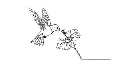 Black and white line art of a small hummingbird drinking nectar from a blooming hibiscus flower isolated on a clean white background © SMCM Vector