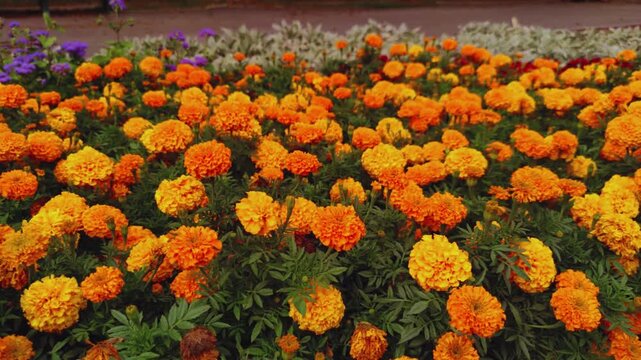 Colorful field of red and yellow tulips blooming in spring, vibrant yellow flower meadow with marigold and primula blossoms in a beautiful summer garden landscape