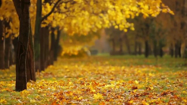 Autumn forest park landscape with colorful fall foliage maple trees golden leaves along a winding path in nature orange red yellow green seasonal scenery under a clear sky