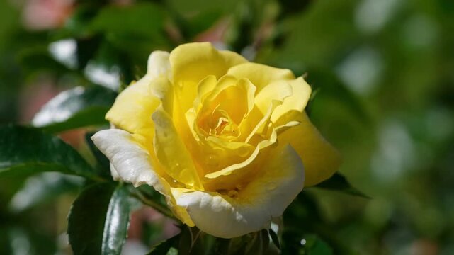 Yellow tulip blooming in spring garden with roses and flowers, vibrant nature background, macro close-up of petals and leaves, summer floral beauty