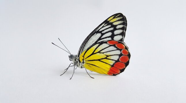 Even, diffused studio lighting eliminates harsh shadows around the delicate feet of the stationary Common Jezebel butterfly.