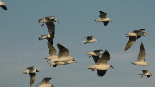 
A slow-motion shot of a flock of seagulls soaring through the clear sky; the golden evening light contrasts beautifully with the heavens, evoking a sense of freedom.