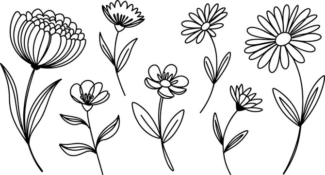 Hand-drawn botanical collection featuring various simple daisy flowers and elegant floral stems isolated on a clean white background design.