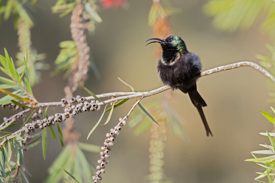 An adult male bronze sunbird (Nectarinia kilimensis) perched on a branch.