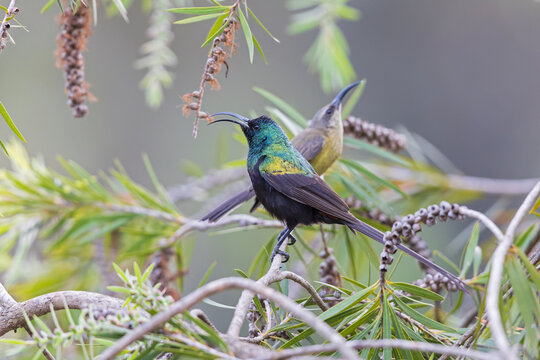 An adult male bronze sunbird (Nectarinia kilimensis) perched on a branch.