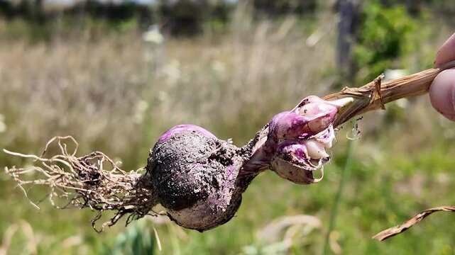 Close-up of a rare physiological disorder in garlic where cloves develop inside the stem instead of forming a normal bulb underground.