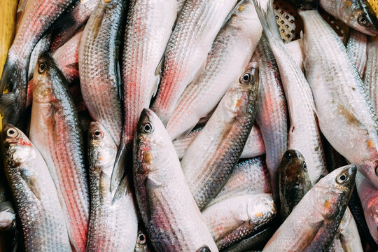 Fresh Mugil On Display On Ice On Fishermen Market Store Shop. Mugil Is A Genus Of Mullet In The Family Mugilidae. Seafood Fish Background