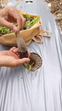 Close up shot of hands planting a young green seedling into soil through silver plastic agricultural mulch