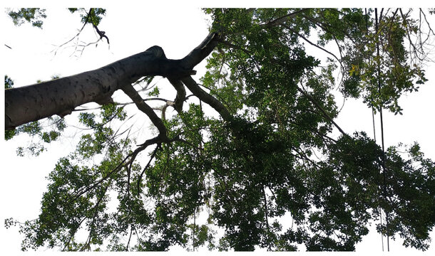 Tree branch, foliage and leaves isolated on black background for design compositions. Cutout element ideal for architectural visualization, landscape planning, and graphic design. Low angle view, cano