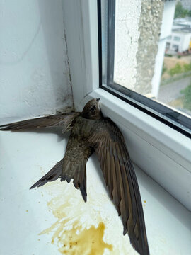 Dead swift bird with outstretched wings resting on a windowsill near a glass pane, with visible stains and a blurred outdoor background