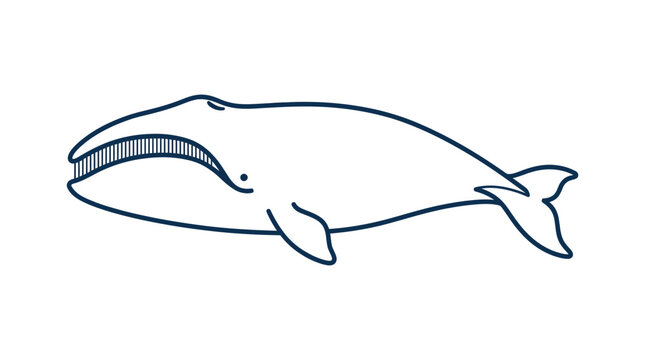 Minimalist whale illustration, simple line art drawing of a large marine mammal with baleen