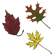 Fototapeta premium Watercolor Autumn Leaves Clipart Set