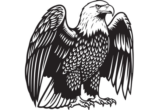 Majestic bald eagle vector illustration, black and white predatory bird mascot, powerful eagle standing with spread wings, patriotic wildlife emblem