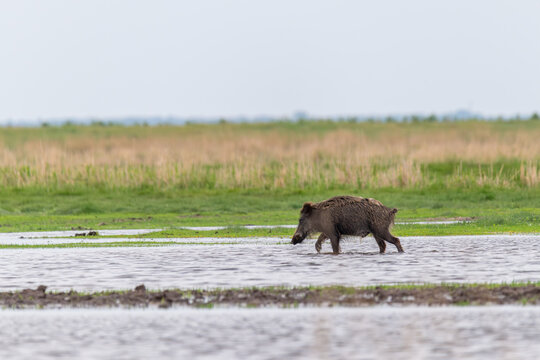 Junger Keiler im Wasser