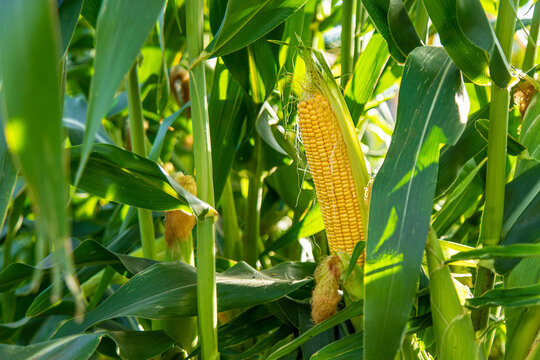 The corn crop is growing in the garden. selective focus.