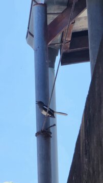 Oriental Magpie-Robin chirping and calling out. 
