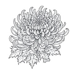 Fototapeta premium Detailed Line Art of a Chrysanthemum Flower