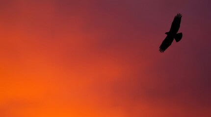 Fototapeta premium Bird silhouette flying in sunset sky at golden hour