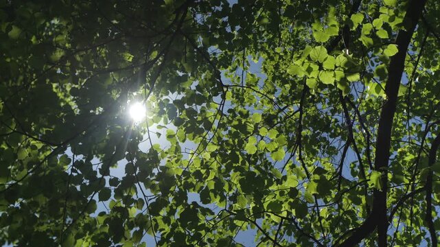 Sunlight filters through green leaves against blue sky. Leaves shimmer with natural light. Bright sun shines through tree canopy. Tree branches frame the sky above
