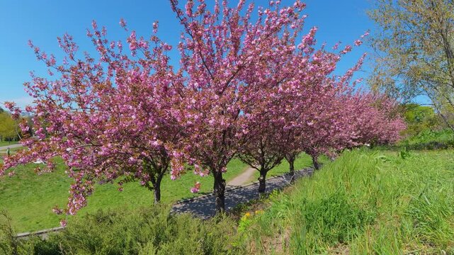 Pink Cherry Blossom Trees In Full Bloom Along Park Path Under Blue Sky