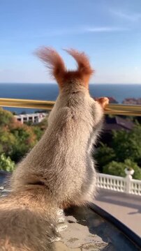 Cute Red Squirrel Looking at the Ocean View