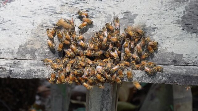 Honey bee swarm clustering on wooden surface