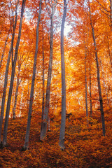 Fototapeta premium Autumn forest with sun rays through orange foliage