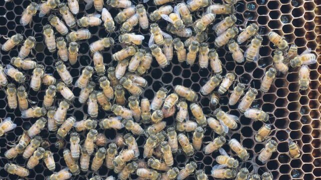 Workers honey bees covering honeycomb