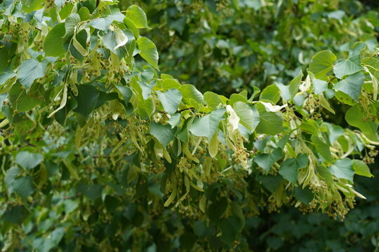 Nahaufnahme einer Linde (Tilia) mit sich entwickelnden Fr&uuml;chten im Sommer