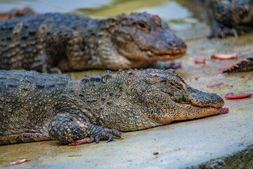 Fototapeta premium Close-up of a crocodile in the act of feeding