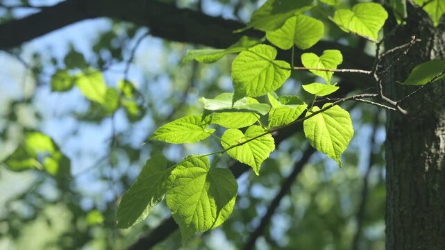 Bright green leaves glow in sunlight. Tree branches frame fresh spring foliage. Blue sky peeks through dense canopy. Natural forest scene with vibrant colors