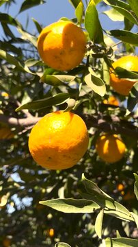 Vertical video of fence of oranges in plant. Winter fruits.Orange plant in a sunny winter day.Source of natural vitamin C.Graphic resources for the promotion of natural products..deal for social media